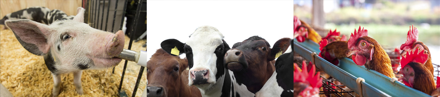 Proudly serving dairy, poulty, and swine